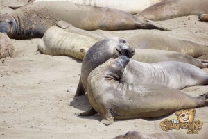 thekumachan_Elephant_Seals_California-19