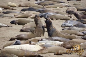 thekumachan_Elephant_Seals_California-20