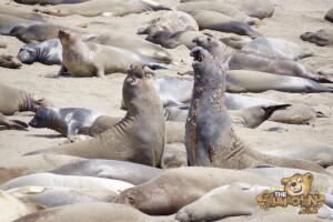 thekumachan_Elephant_Seals_California-21