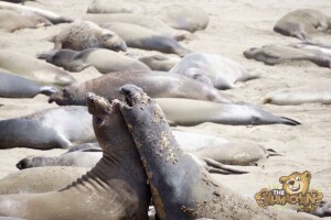 thekumachan_Elephant_Seals_California-22