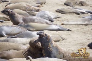 thekumachan_Elephant_Seals_California-23