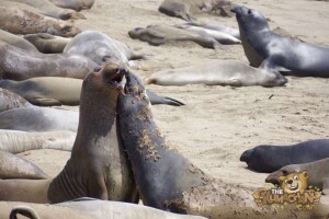 thekumachan_Elephant_Seals_California-24