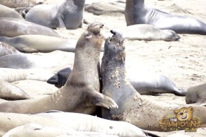 thekumachan_Elephant_Seals_California-25