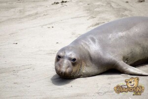 thekumachan_Elephant_Seals_California-26