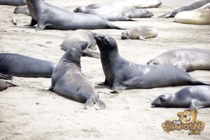 thekumachan_Elephant_Seals_California-27