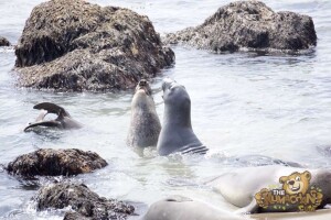 thekumachan_Elephant_Seals_California-28