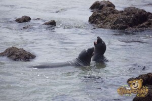 thekumachan_Elephant_Seals_California-29