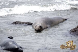 thekumachan_Elephant_Seals_California-30