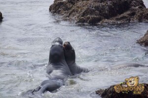 thekumachan_Elephant_Seals_California-31