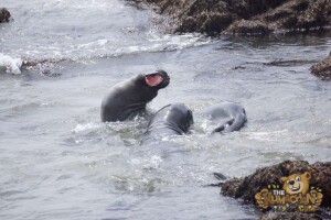 thekumachan_Elephant_Seals_California-32