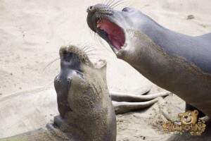 thekumachan_Elephant_Seals_California-33