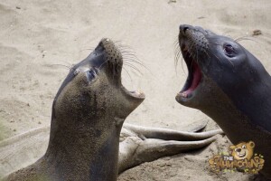 thekumachan_Elephant_Seals_California-34