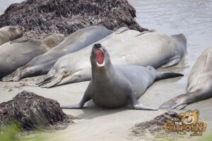 thekumachan_Elephant_Seals_California-35