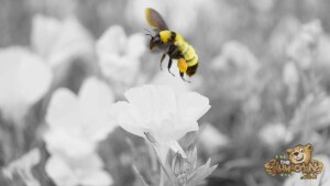 thekumachan_LaJolla_Bee_black_white-1