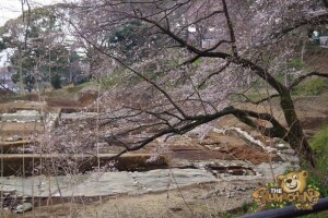 thekumachan_odawara_castle-04