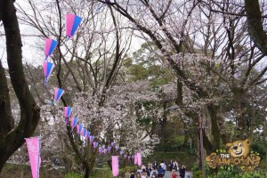 thekumachan_odawara_castle-05