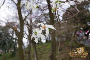 thekumachan_odawara_castle-06