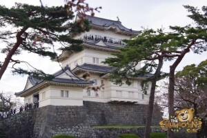 thekumachan_odawara_castle-12