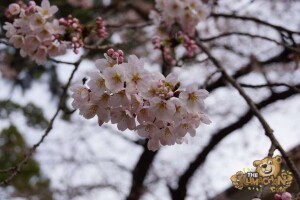 thekumachan_odawara_castle-13