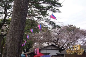 thekumachan_odawara_castle-14