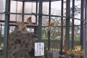 thekumachan_odawara_castle-15