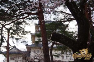 thekumachan_odawara_castle-17