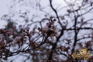 thekumachan_odawara_castle-19