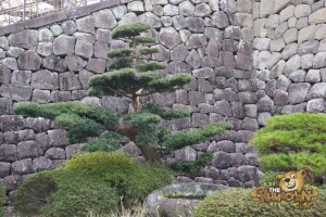 thekumachan_odawara_castle-21