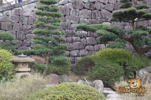 thekumachan_odawara_castle-22