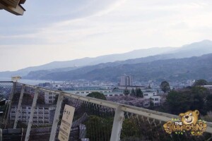 thekumachan_odawara_castle-30