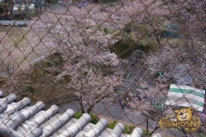 thekumachan_odawara_castle-32