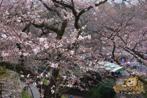 thekumachan_odawara_castle-41