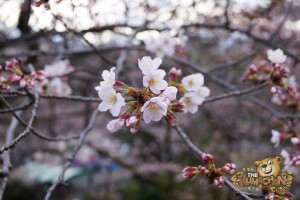 thekumachan_odawara_castle-42