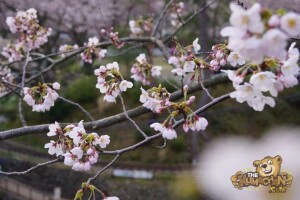 thekumachan_odawara_castle-43