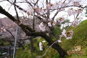 thekumachan_odawara_castle-44