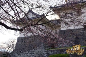 thekumachan_odawara_castle-48