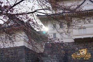 thekumachan_odawara_castle-49