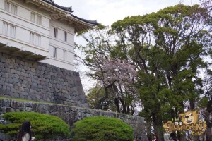 thekumachan_odawara_castle-54