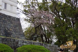 thekumachan_odawara_castle-55