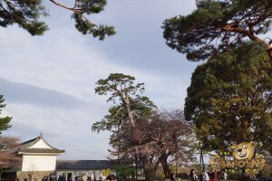 thekumachan_odawara_castle-59