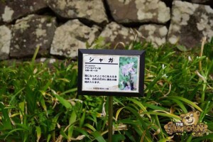 thekumachan_odawara_castle-62