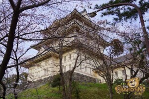 thekumachan_odawara_castle-63