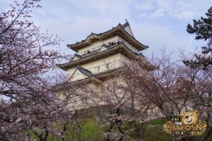 thekumachan_odawara_castle-64