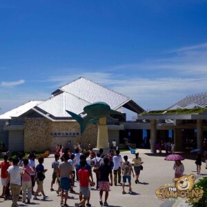 thekumachan_okinawa_aquarium-14