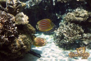 thekumachan_okinawa_aquarium-17