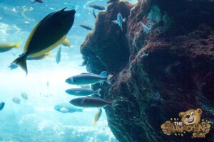 thekumachan_okinawa_aquarium-19