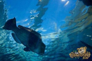 thekumachan_okinawa_aquarium-20