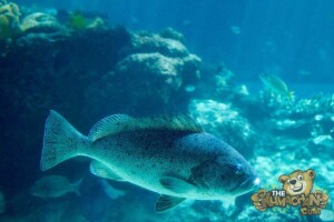 thekumachan_okinawa_aquarium-21