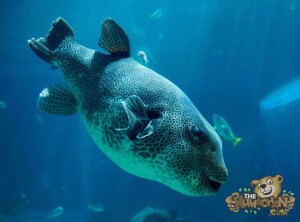 thekumachan_okinawa_aquarium-22