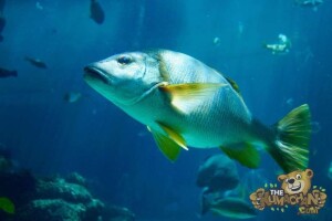 thekumachan_okinawa_aquarium-23